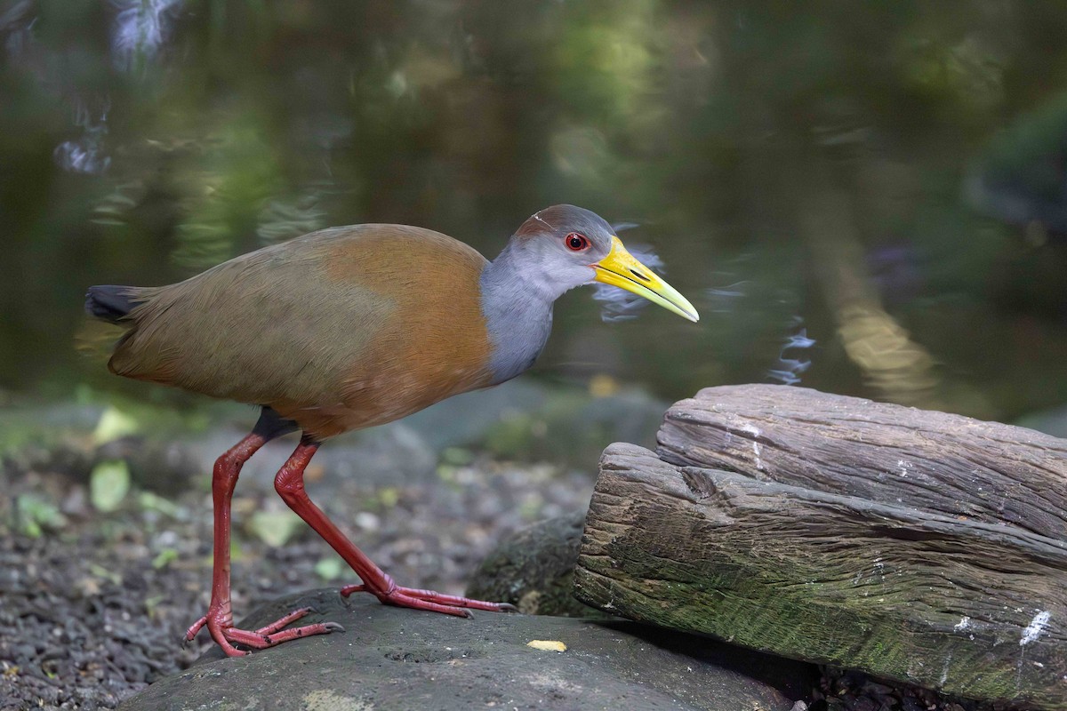 Рыжешейный саракура - ML649135944