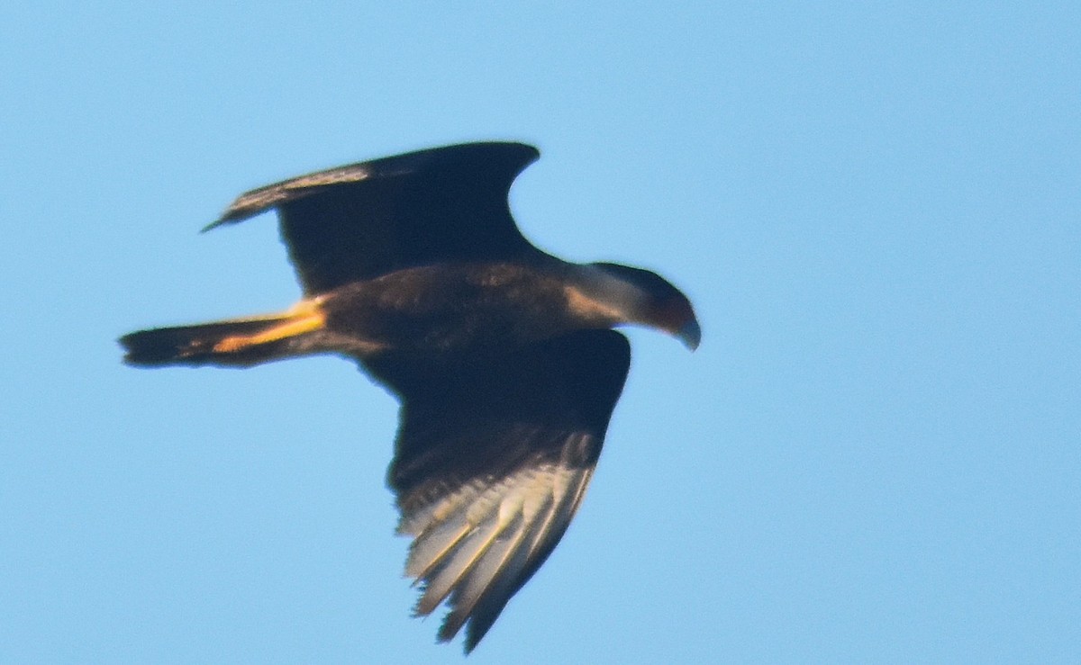 Равнинная каракара - ML649135994