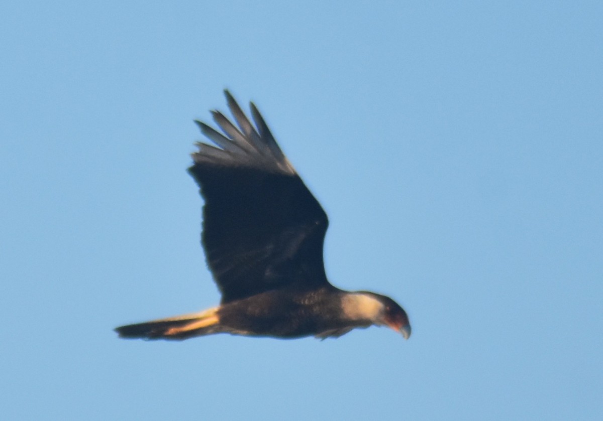 Равнинная каракара - ML649135995