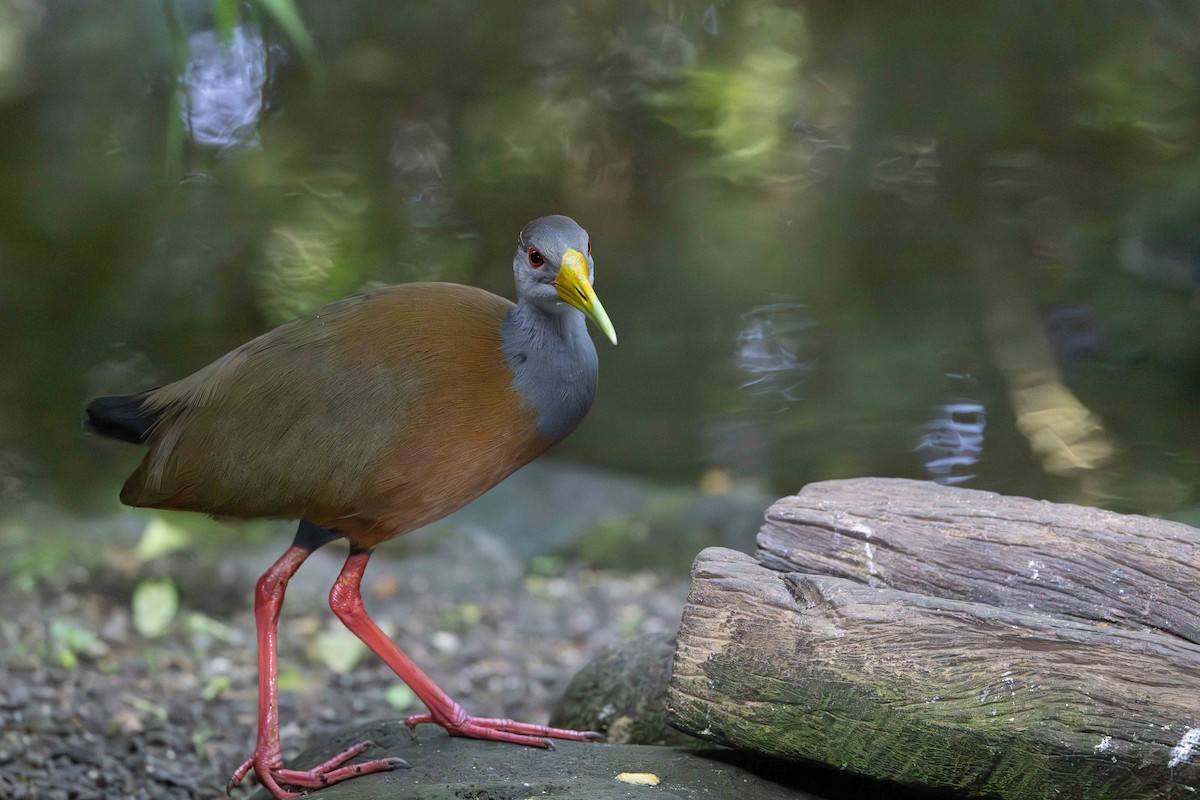 Рыжешейный саракура - ML649136020