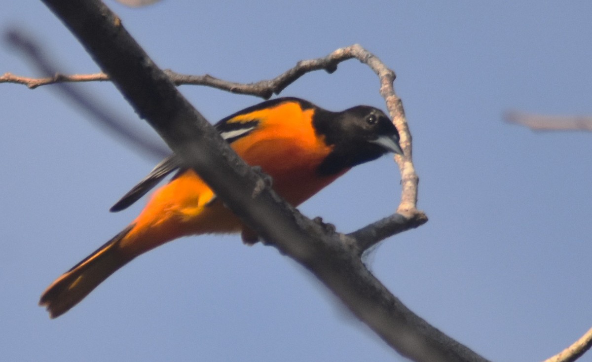 Балтиморский трупиал - ML649136108