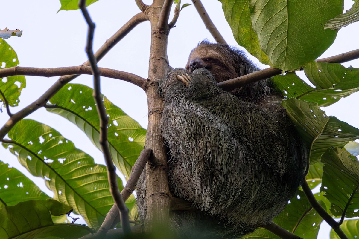 Бурогорлый ленивец - ML649136279