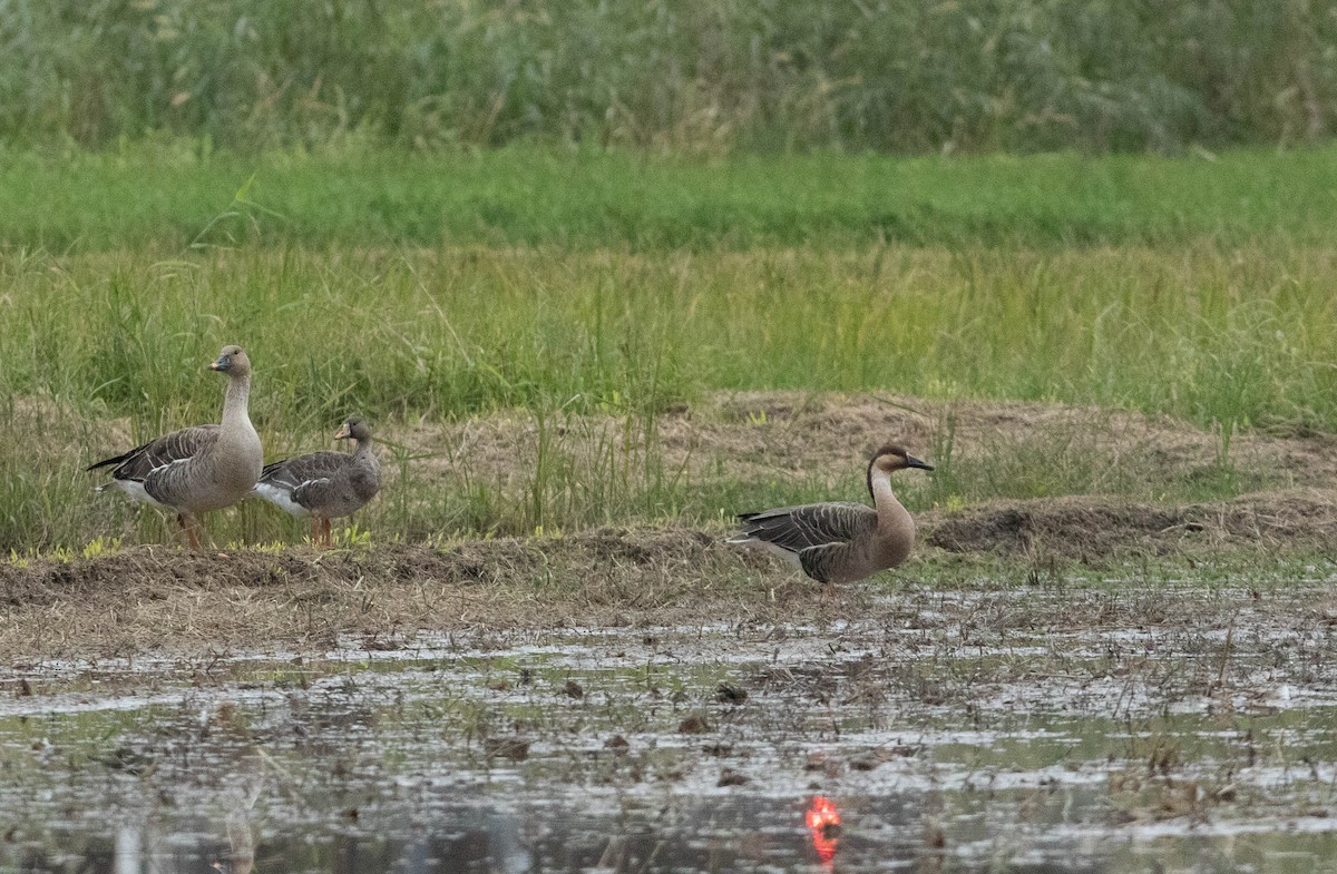 Ánsar Cisnal - ML649136307