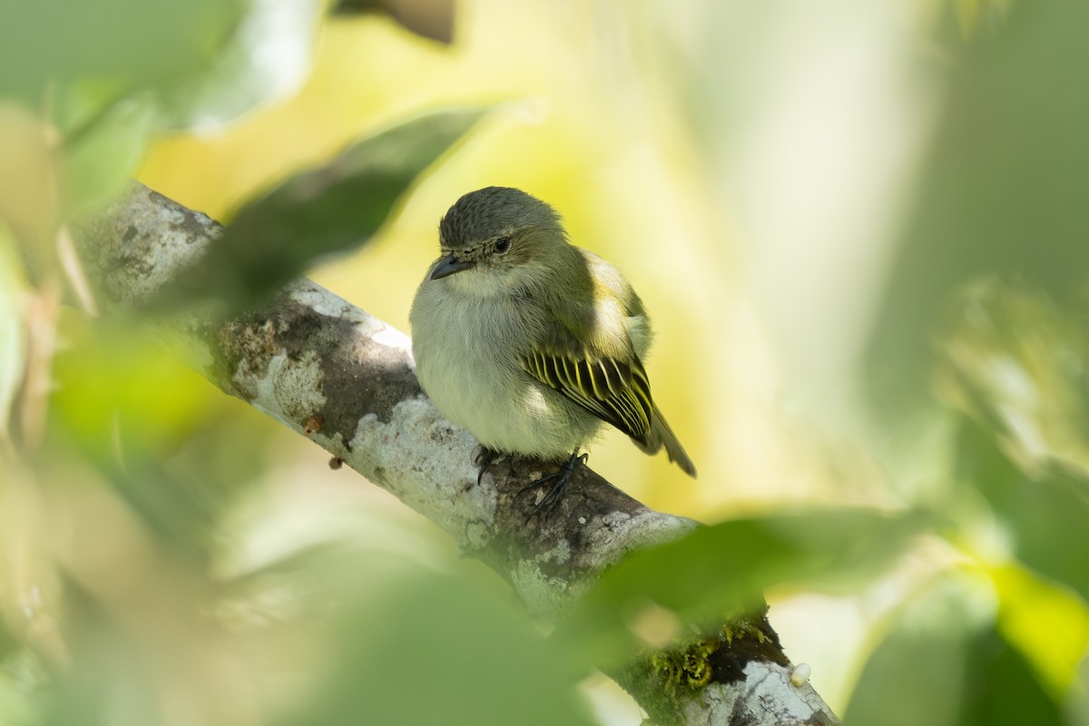 Малый москитолов - ML649136512