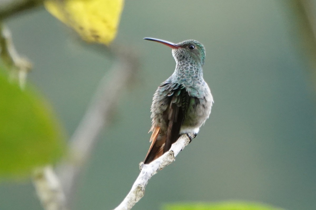 Рыжехвостая амазилия - ML649136535