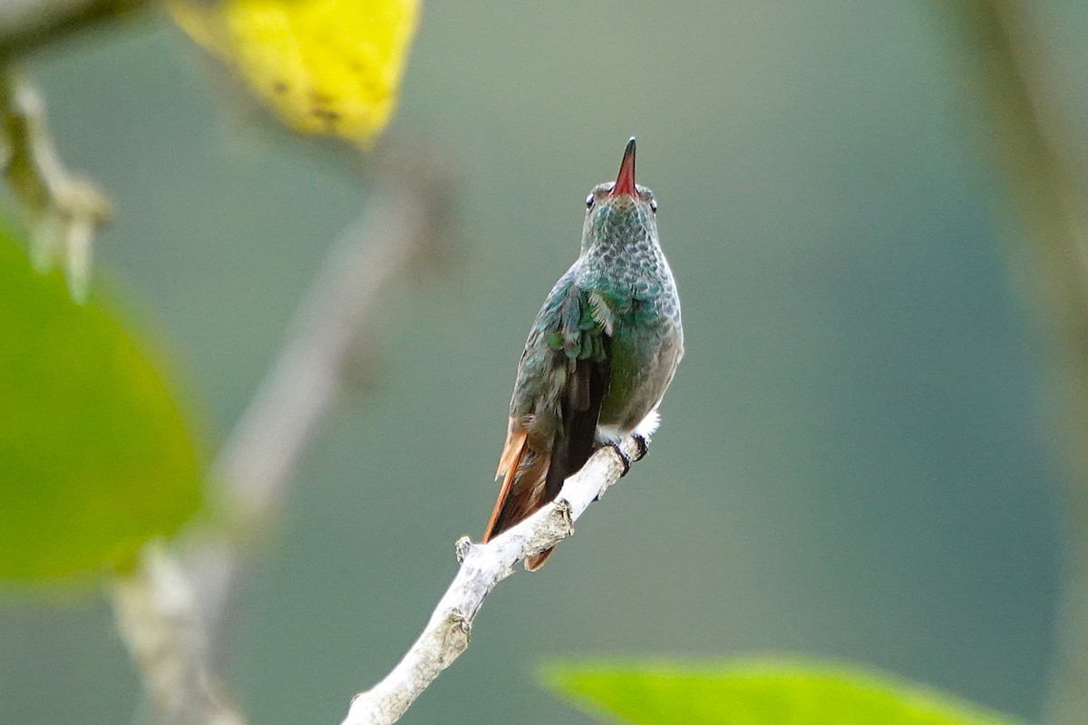 Рыжехвостая амазилия - ML649136536