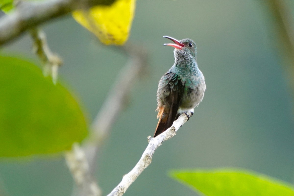 Рыжехвостая амазилия - ML649136537