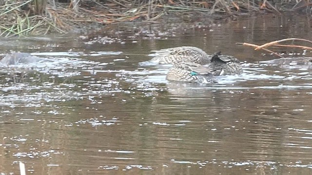 コガモ - ML649136553