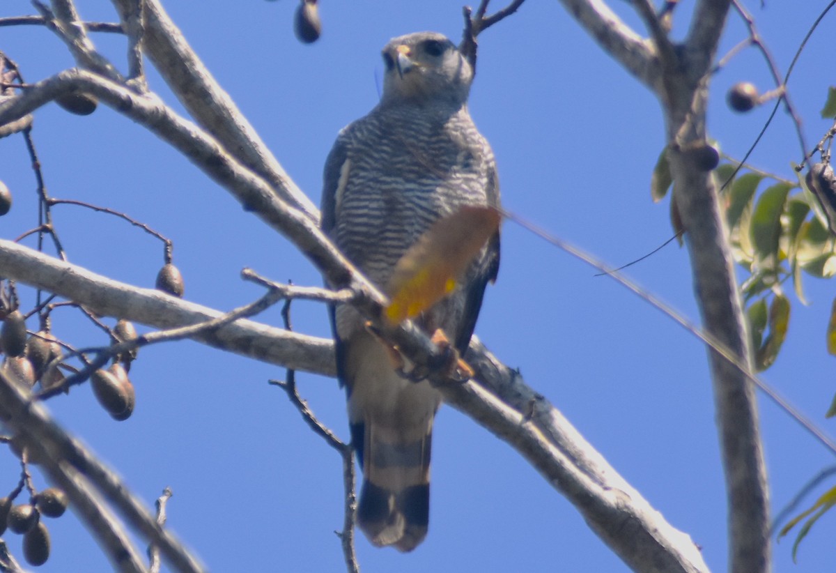 Серый канюк - ML649136557