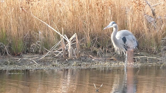 オオアオサギ - ML649136592