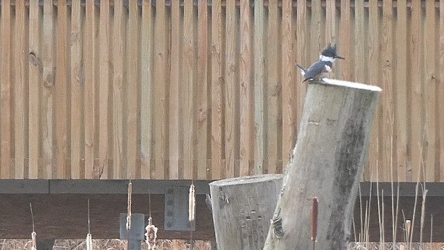 アメリカヤマセミ - ML649136622