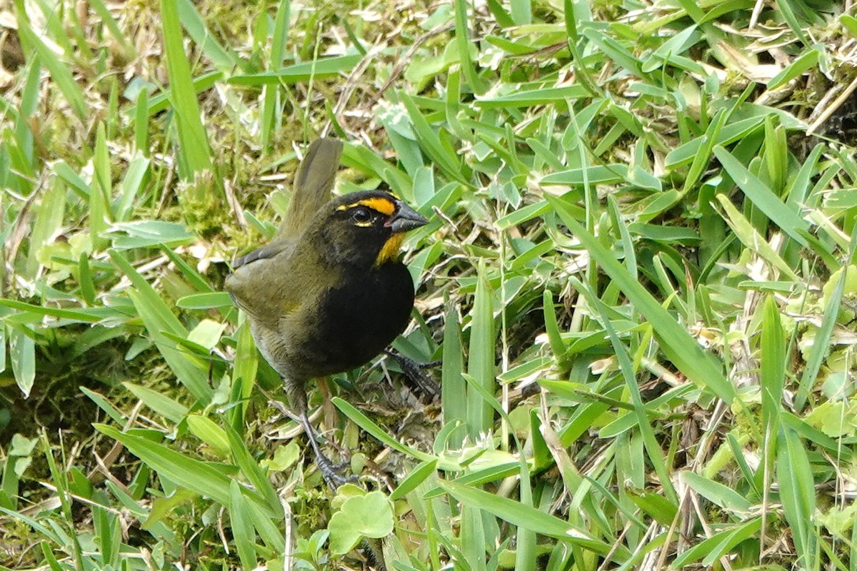 Желтолицый семилеро - ML649136626