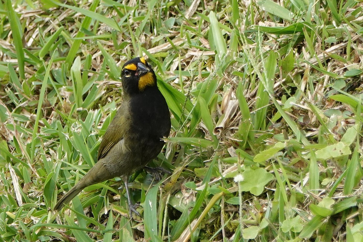 Желтолицый семилеро - ML649136627