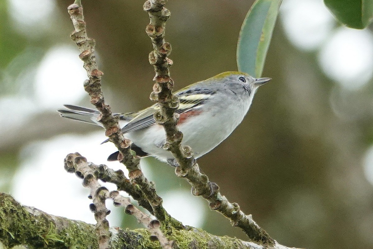 Рыжебокая древесница - ML649136657