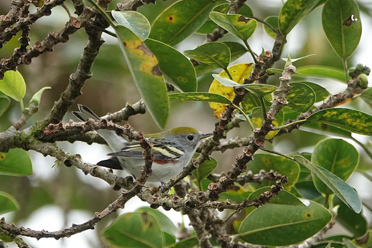 Рыжебокая древесница - ML649136658