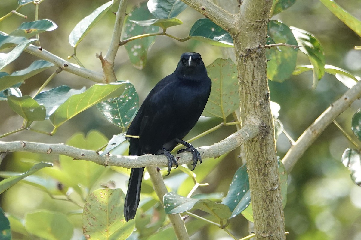 Певчий трупиал - ML649136699