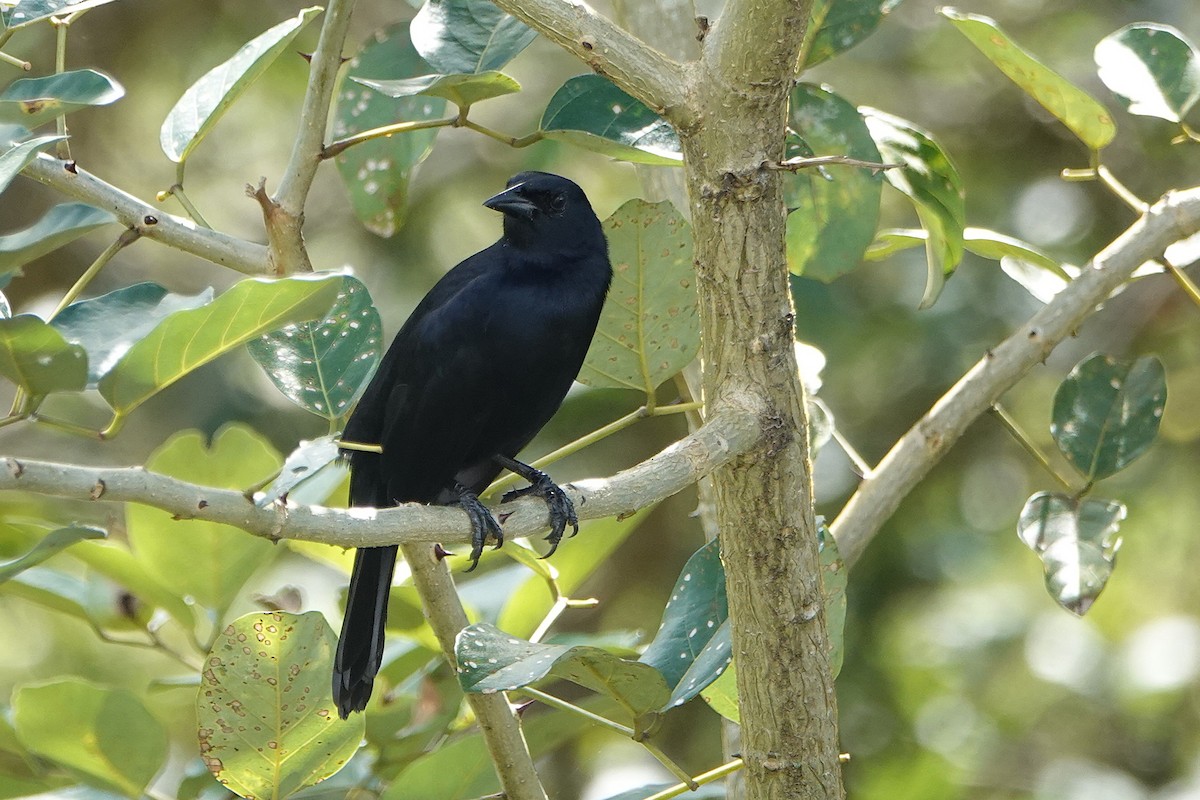 Певчий трупиал - ML649136700