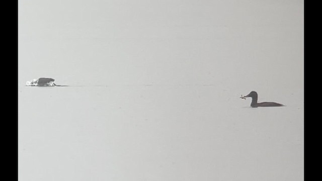 ヨーロッパビロードキンクロ - ML649136722