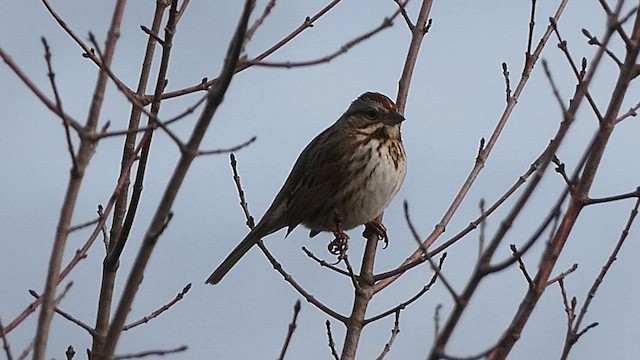 ウタスズメ - ML649136747