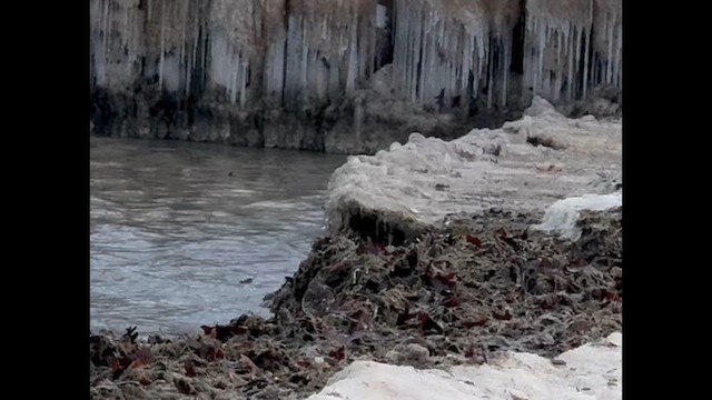 ムラサキハマシギ - ML649136800