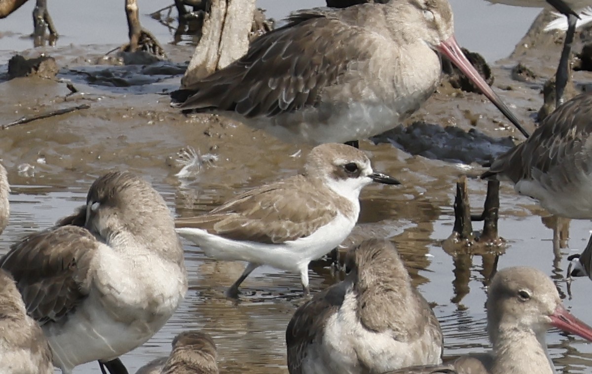 Tibetan Sand-Plover - ML649136819