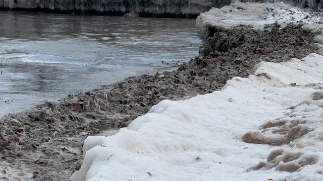 ムラサキハマシギ - ML649136853