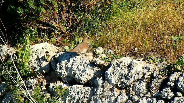 ウタツグミ - ML649137017