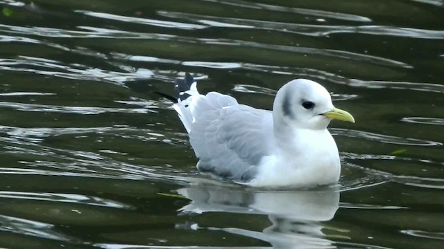 ミツユビカモメ - ML649137198