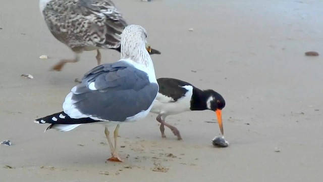 ミヤコドリ - ML649137353