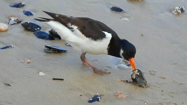 ミヤコドリ - ML649137354