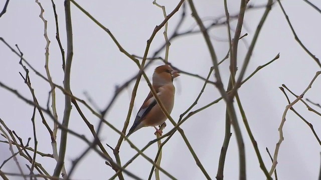 シメ - ML649137355