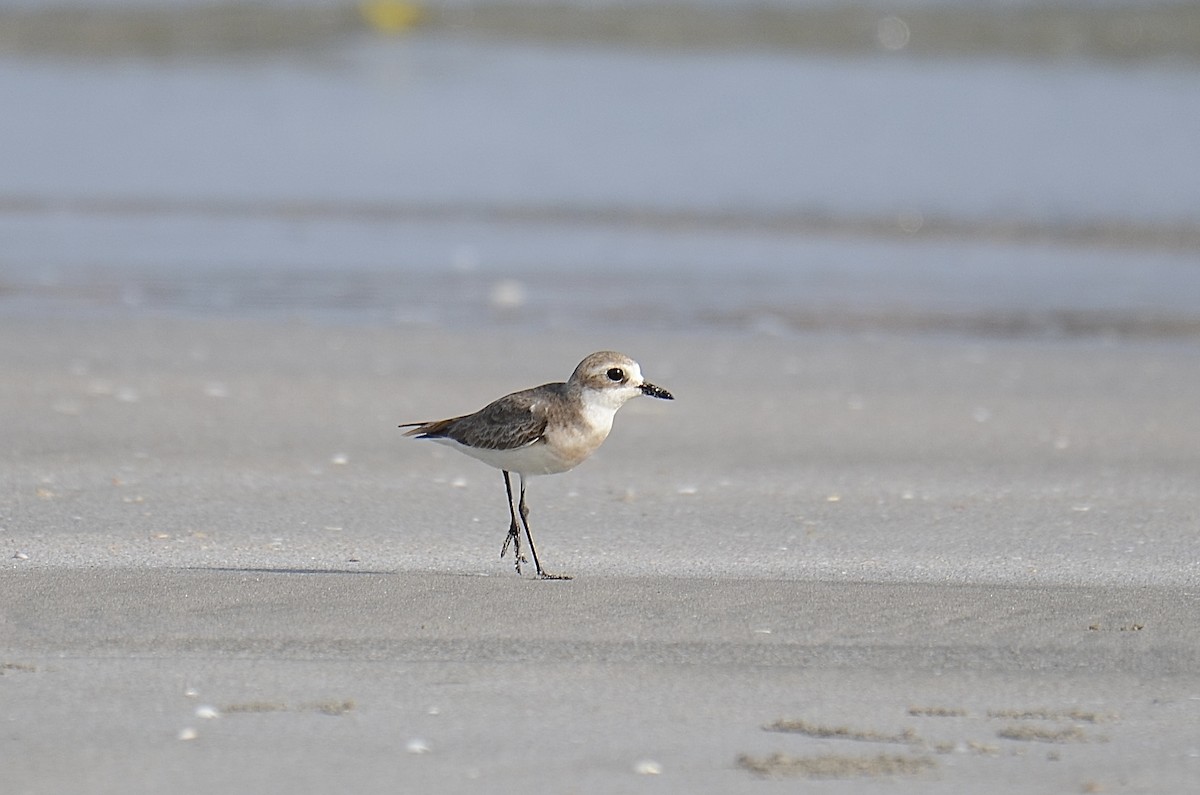 Tibetan Sand-Plover - ML649137935