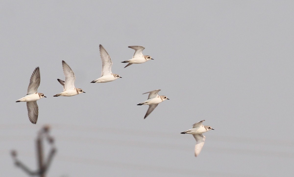 Tibetan Sand-Plover - ML649137936