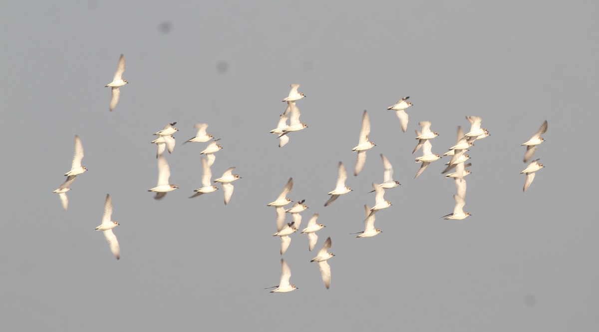 Tibetan Sand-Plover - ML649137937