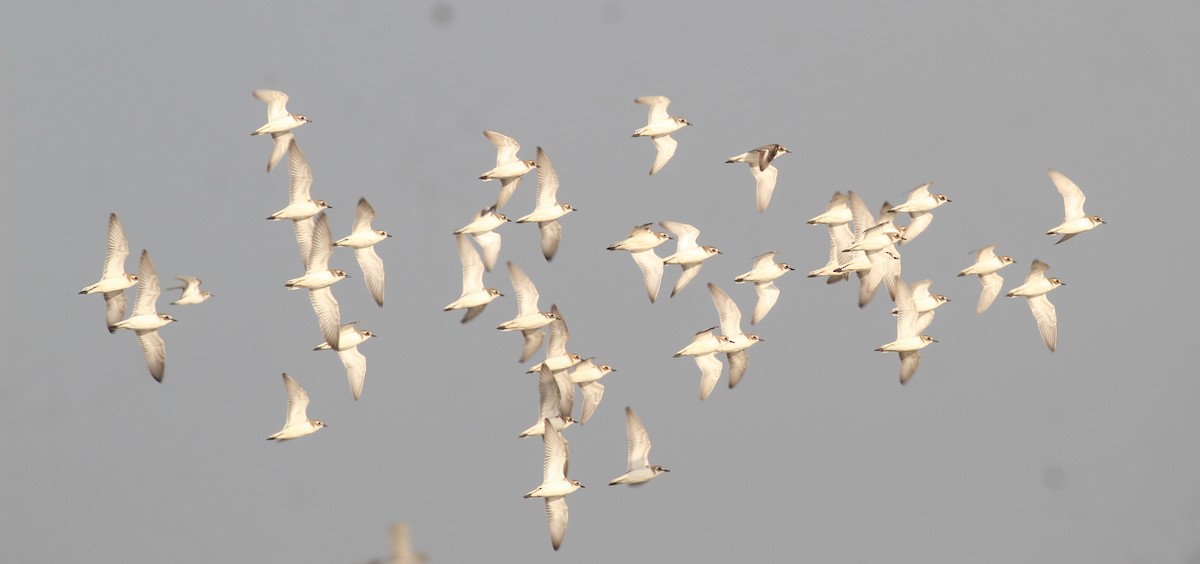 Tibetan Sand-Plover - ML649137938