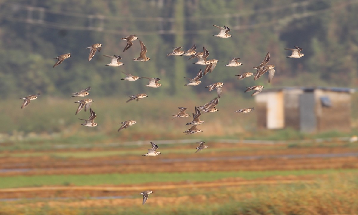 Tibetan Sand-Plover - ML649137939