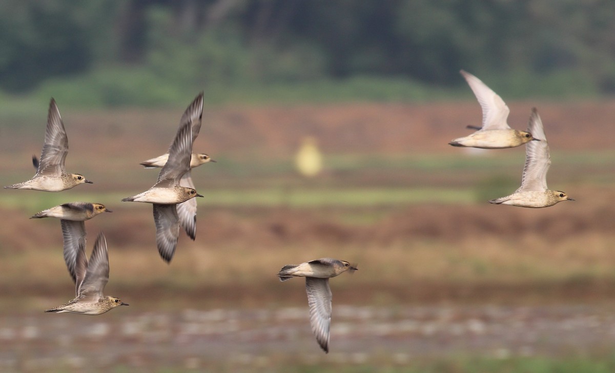 Tibetan Sand-Plover - ML649137940