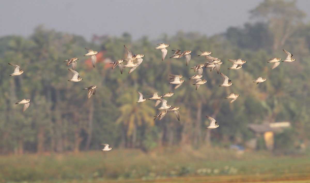 Tibetan Sand-Plover - ML649137941