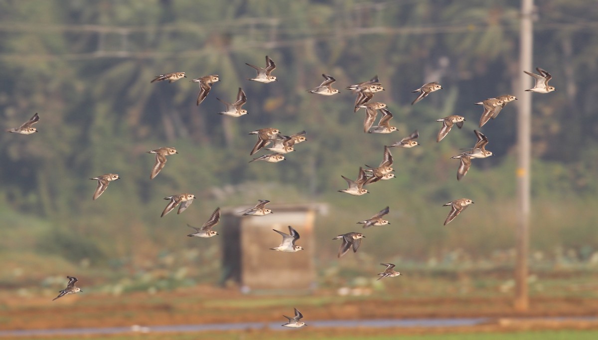 Tibetan Sand-Plover - ML649137942