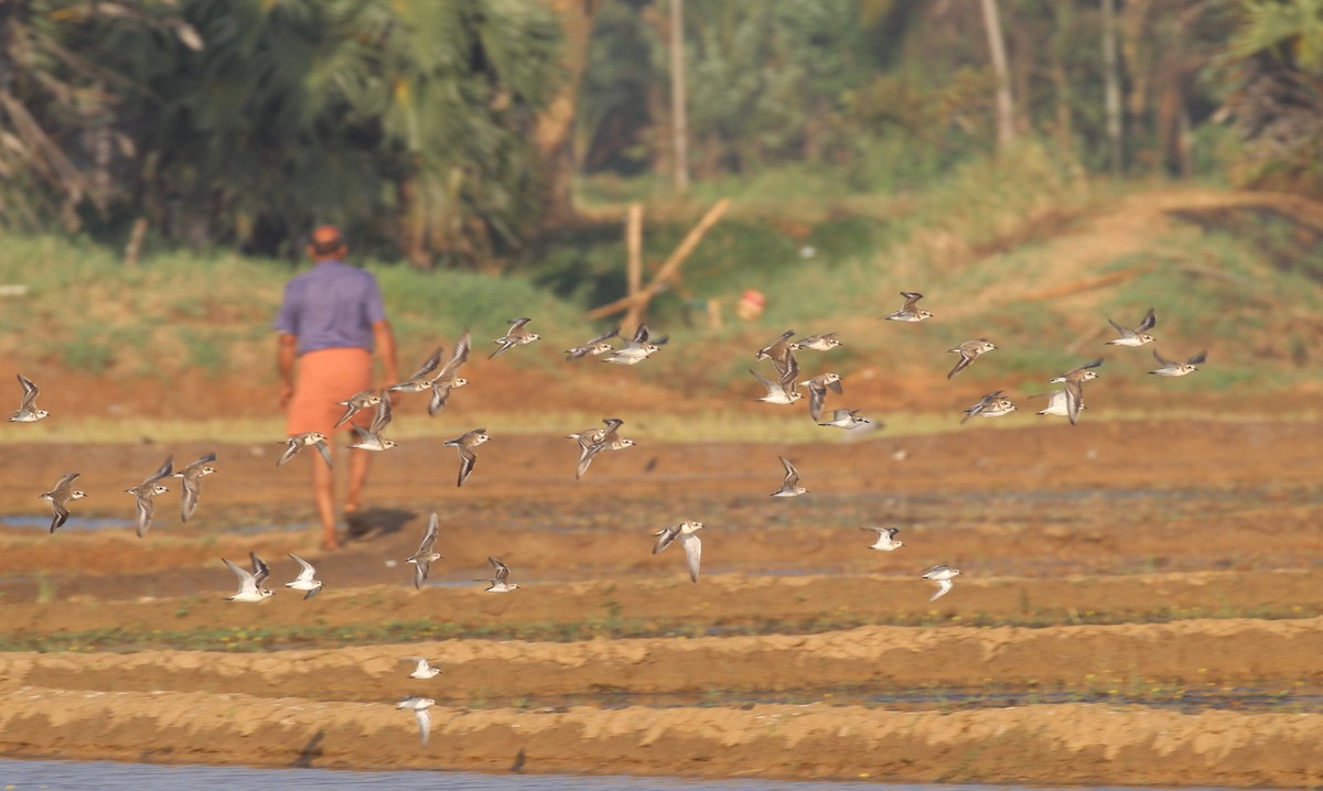 Tibetan Sand-Plover - ML649137943