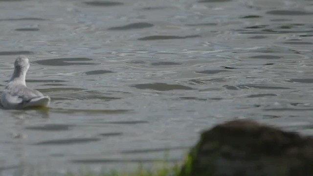 アメリカヒレアシシギ - ML649138066