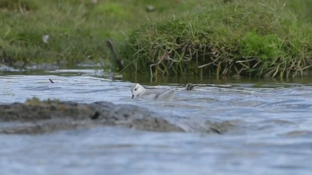 アメリカヒレアシシギ - ML649138067