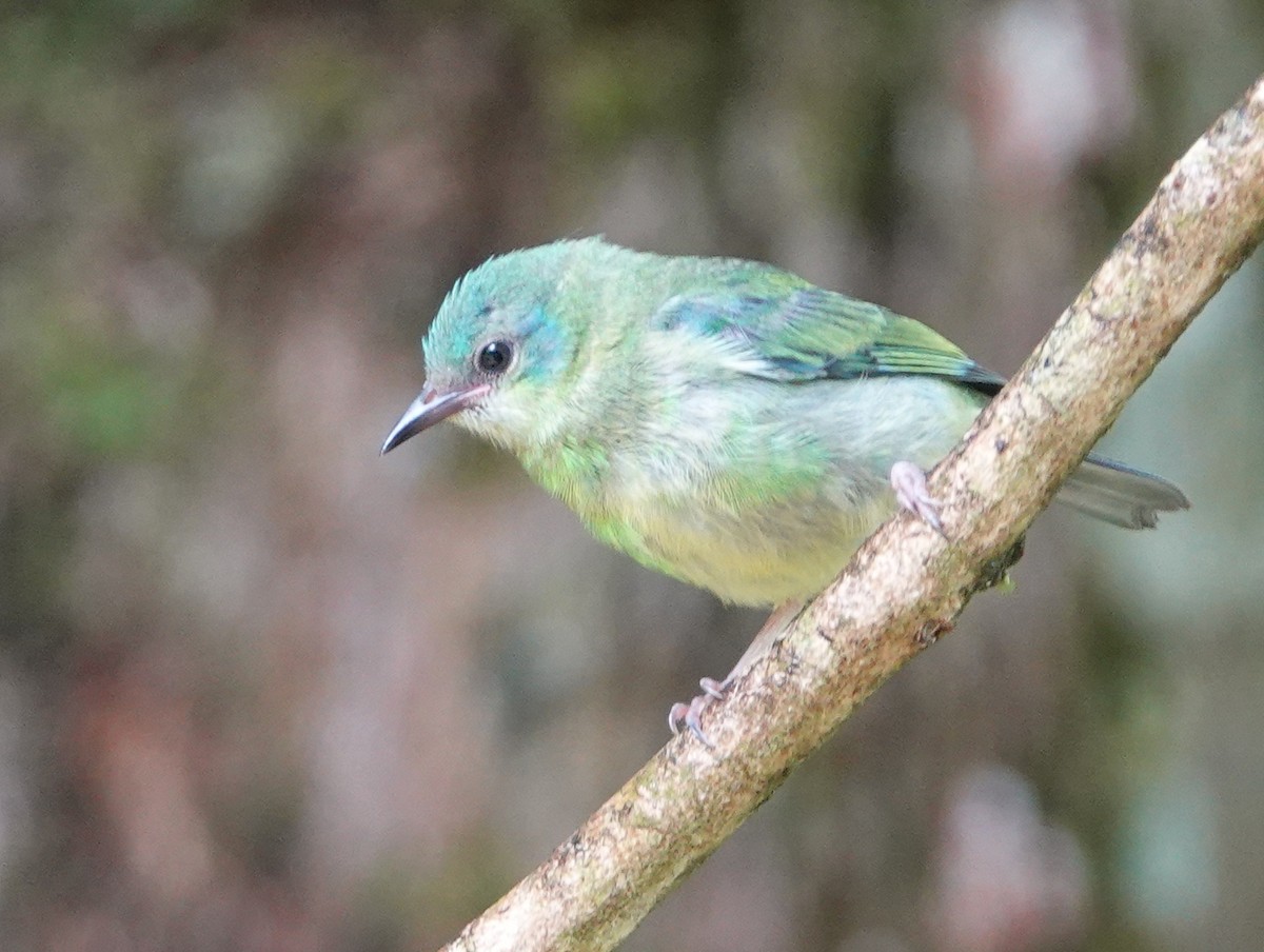 Blue Dacnis - ML649138244