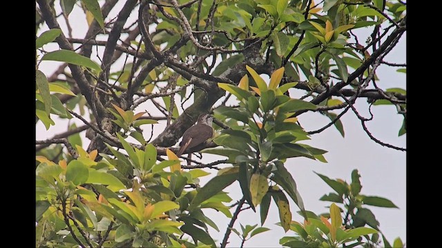 クリイロヒメカッコウ - ML649138522