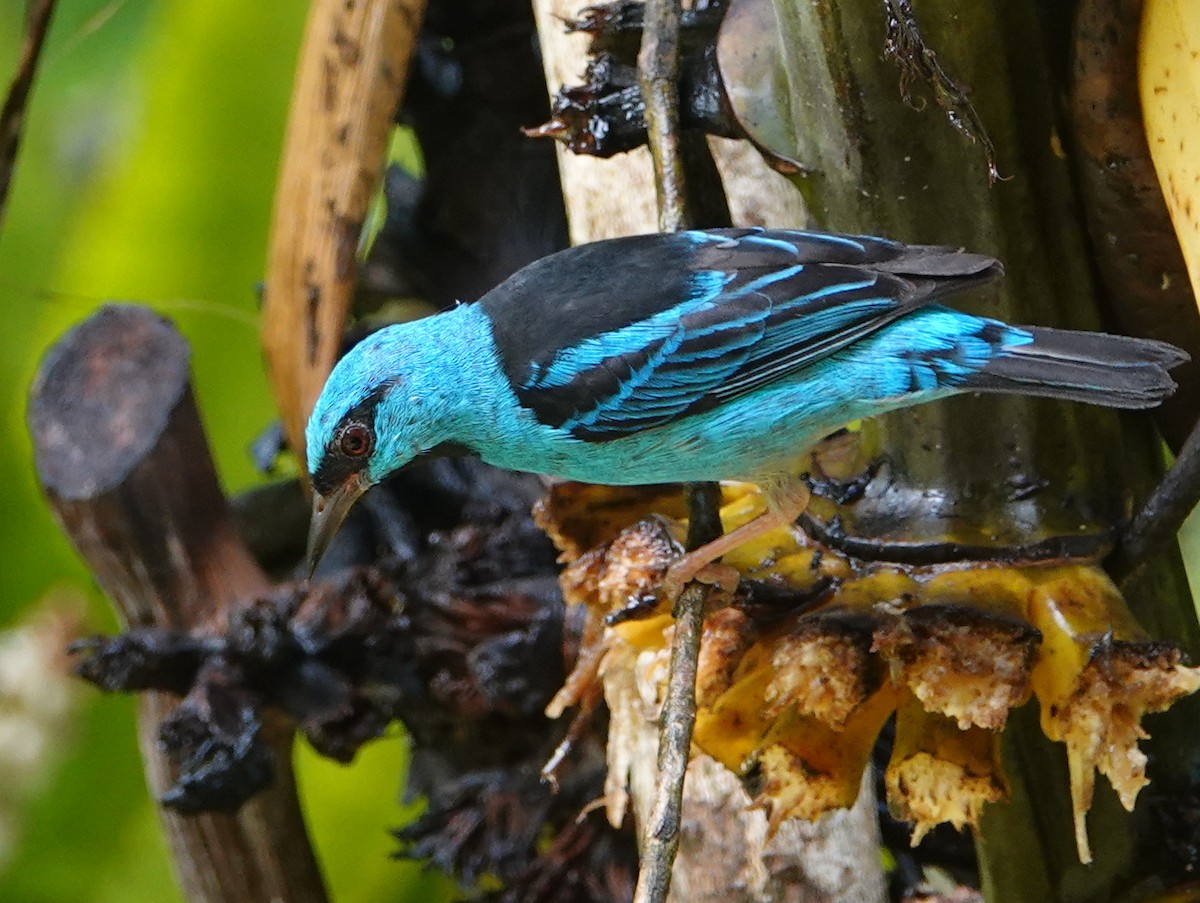 Blue Dacnis - ML649138644