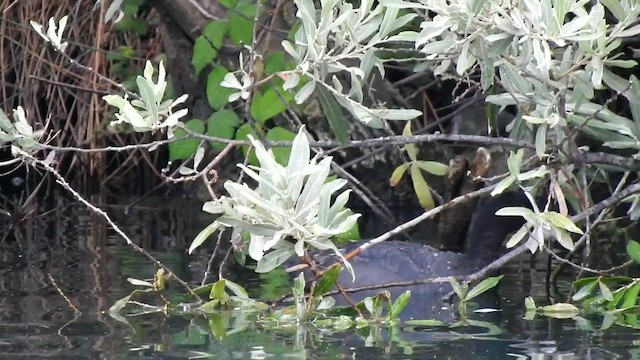 オオバン - ML649138657