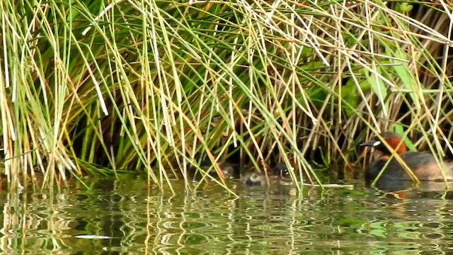 カイツブリ - ML649138858