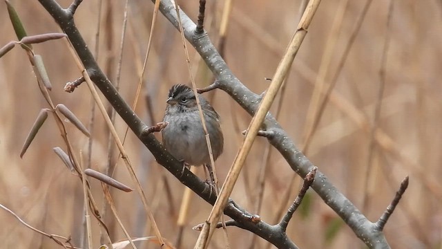 ヌマウタスズメ - ML649139050