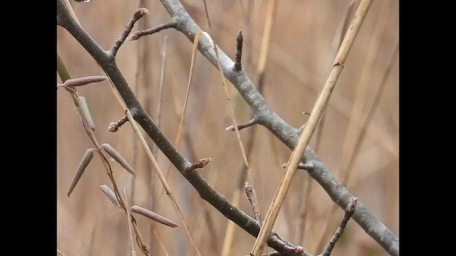 ヌマウタスズメ - ML649139058