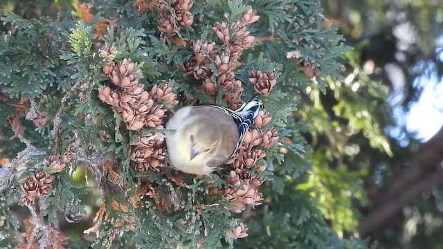 オウゴンヒワ - ML649139109